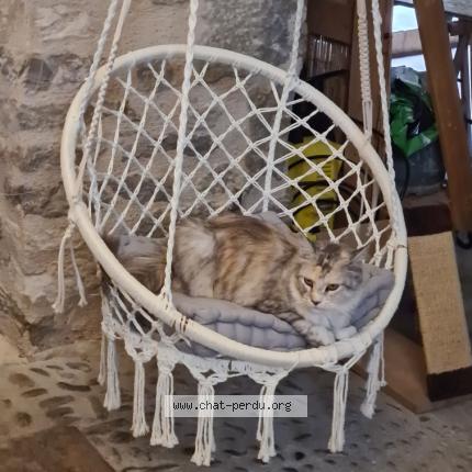 Photo de chat perdu à Martel