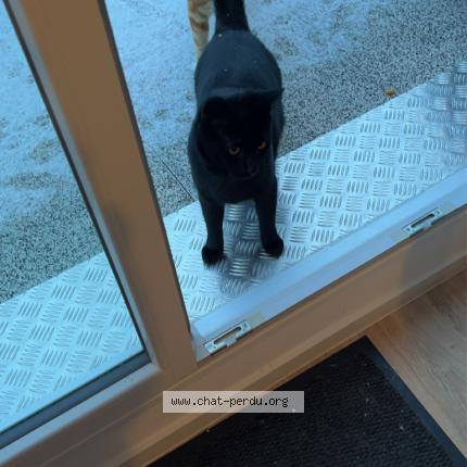 Photo 1/1 Chat retrouvé Perdu à Marckolsheim