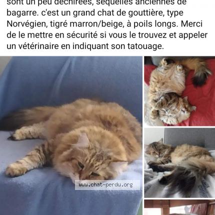 Photo de chat perdu à Perigueux