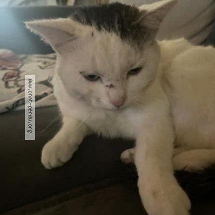 Photo 1/1 Chat retrouvé Perdu à Oullins