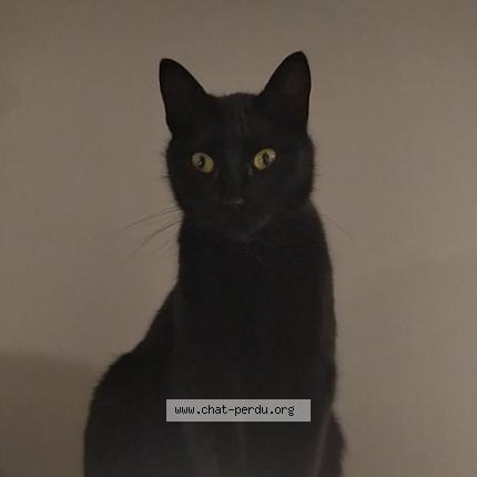 Photo de chat perdu à Sainte Pazanne