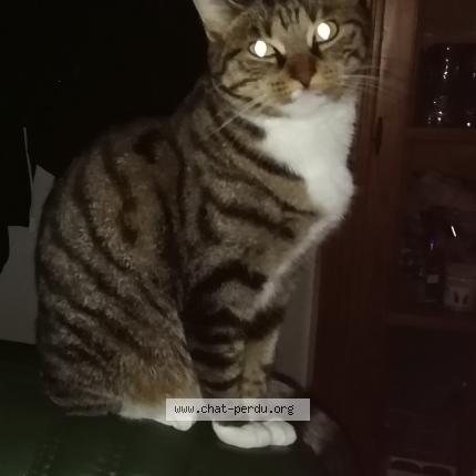 Photo de chat perdu à Dax