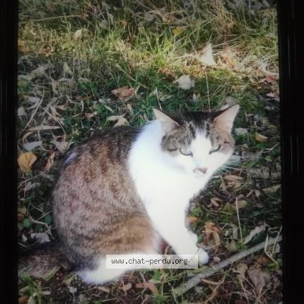 Photo 1/1 Chat retrouvé Perdu à Villemaury