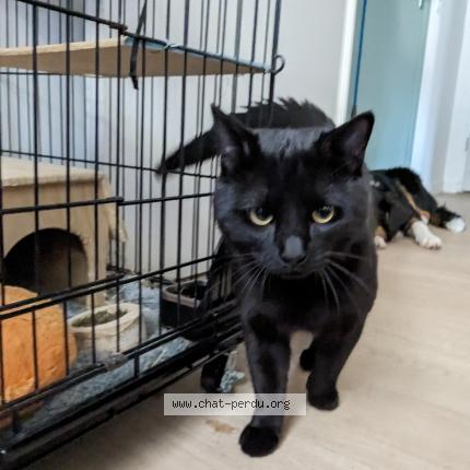 Photo 1/1 Chat retrouvé Trouvé à Grenoble