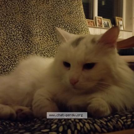 Photo 1/1 Chat retrouvé Perdu à Saint barthelemy d anjou