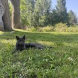 Photo de chat perdu à Poissy