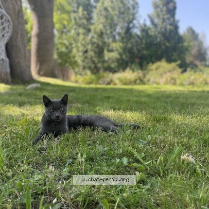 Photo 1/4 Chat retrouvé Perdu à Poissy