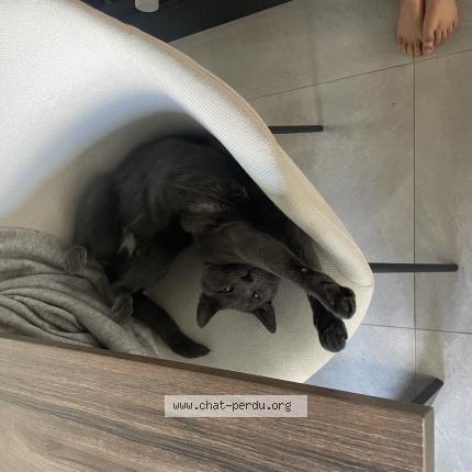 Photo 2/4 Chat retrouvé Perdu à Poissy