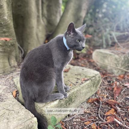 Photo 3/4 Chat retrouvé Perdu à Poissy