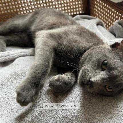 Photo 4/4 Chat retrouvé Perdu à Poissy