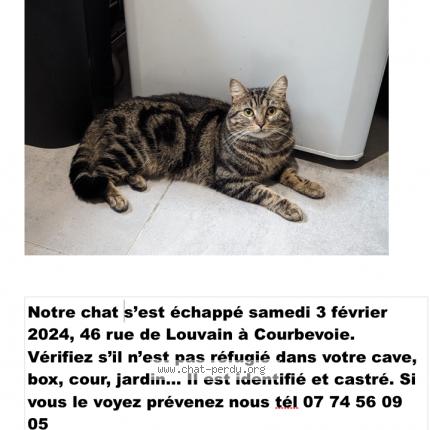 Photo 1/1 Chat retrouvé Perdu à Courbe