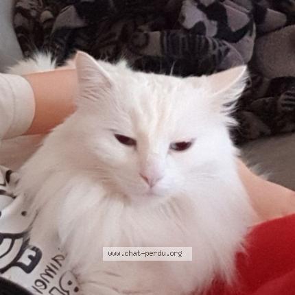 Photo 1/1 Iron Chat perdu à Teloche