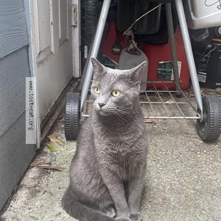 Photo 1/1 Smokie Chat perdu à Baton rouge