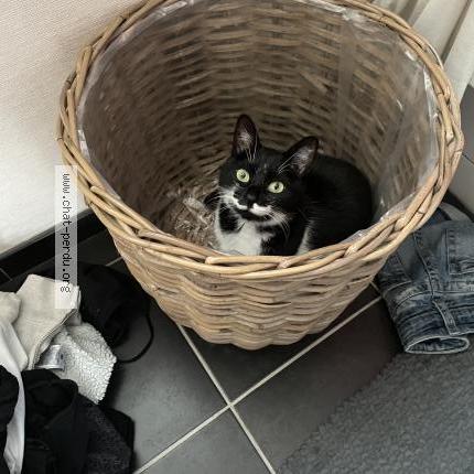 Photo de chat perdu à Gagny