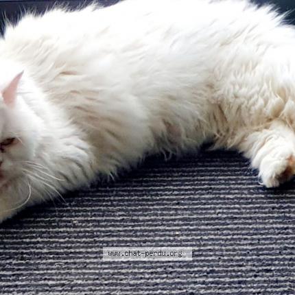 Photo 1/1 Cleo Chat perdu à Ribeauville