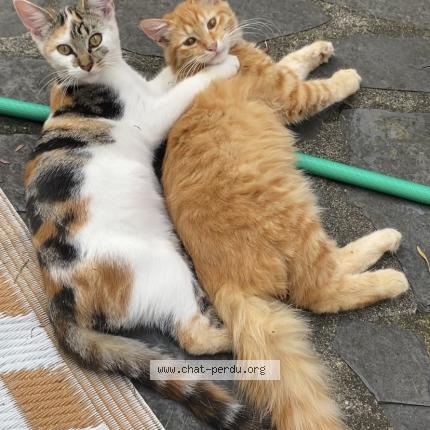 Photo de chat perdu à Bagneres De Bigorre