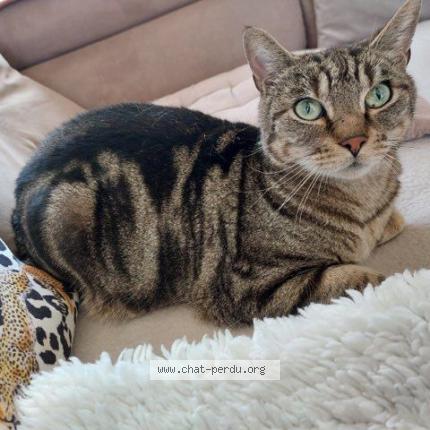 Photo de chat perdu à Marquette Lez Lille