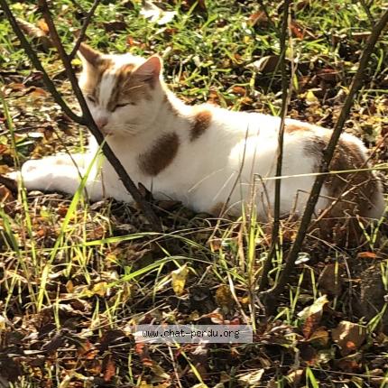 Photo de chat perdu à Chalon Sur Saone