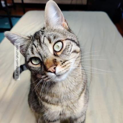 Photo de chat perdu à Saint Martin Le Vinoux