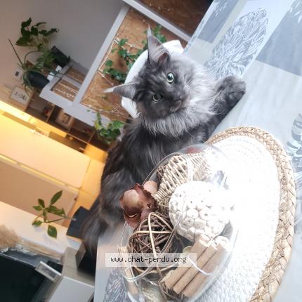 Photo de chat perdu à Saint Yriex Sur Charente