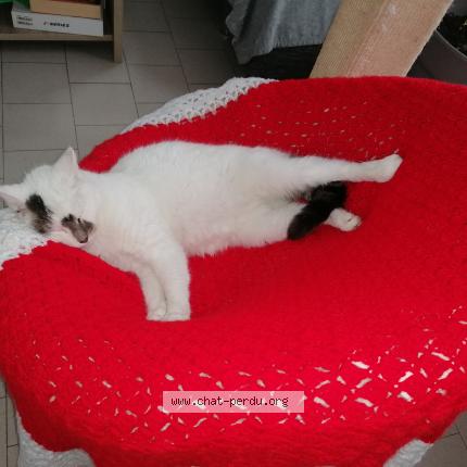 Photo de chat perdu à Lievin