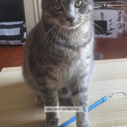Photo de chat perdu à Marseille