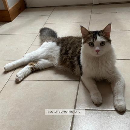 Photo de chat perdu à Berneuil