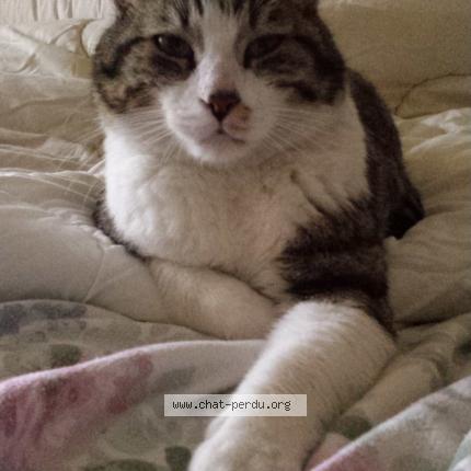 Photo de chat perdu à Toulouse
