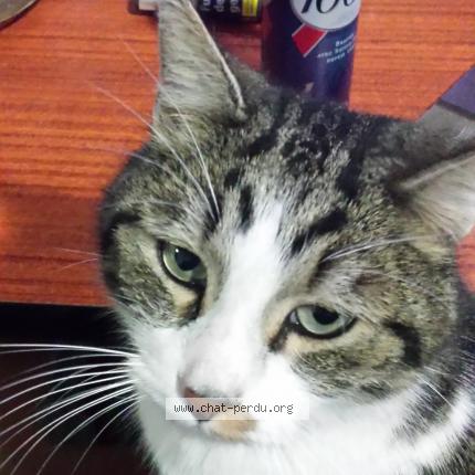 Photo 2/4 Chat retrouvé Perdu à Toulouse