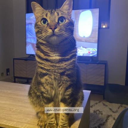 Photo de chat perdu à Objat