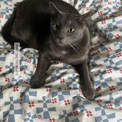 Photo 1/1 Chat retrouvé Perdu à Argenteuil