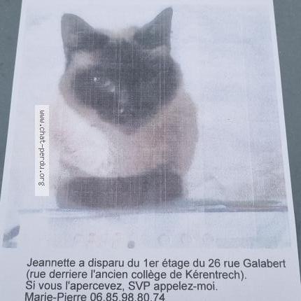 Photo de chat perdu à Lorient
