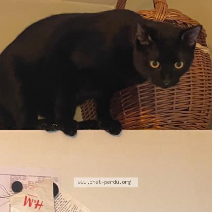 Photo 1/1 Chat retrouvé Perdu à Cergy Le Haut