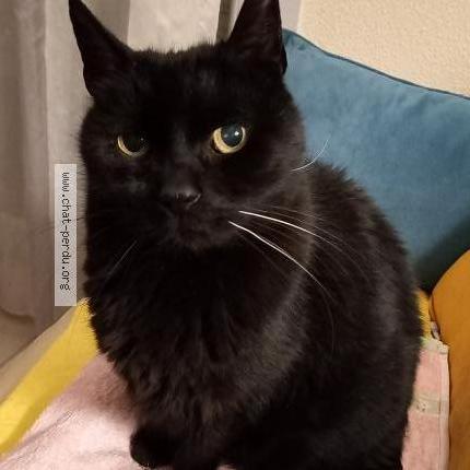 Photo de chat perdu à Castanet Tolosan