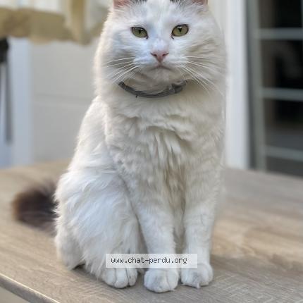Photo de chat perdu à Le Plessis Robinson