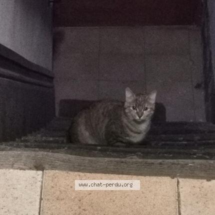 Photo 1/1 Chat retrouvé Trouvé à Sainte Foy Les Lyon