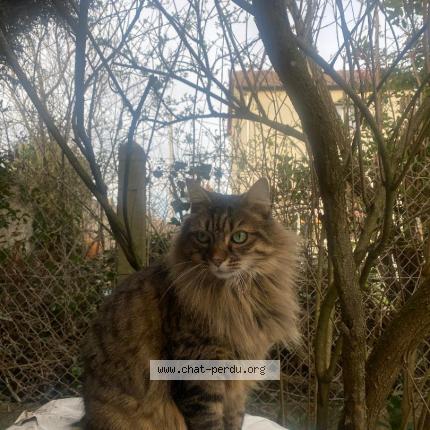 Photo de chat perdu à Villeparis