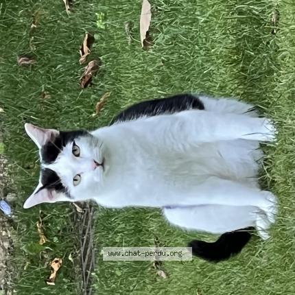 Photo 1/1 Chat retrouvé Perdu à Le Plessis Trevise