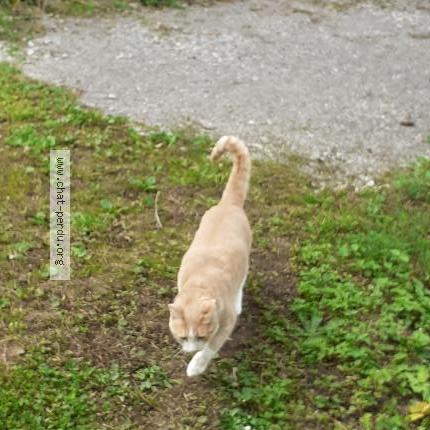 Photo 1/1 Chat retrouvé Perdu à Londinieres