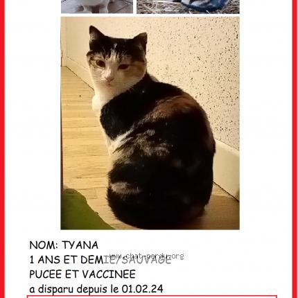 Photo 1/1 Chat retrouvé Perdu à Marssac Sur Tarn