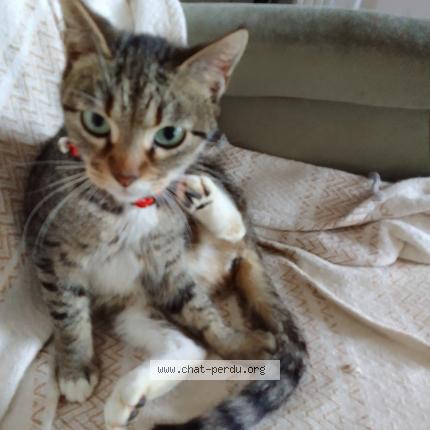 Photo de chat perdu à Busnes