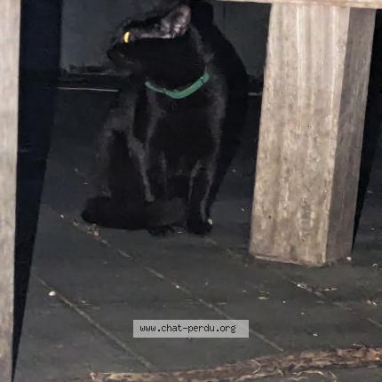Photo 1/1 Chat retrouvé Trouvé à Bordeaux