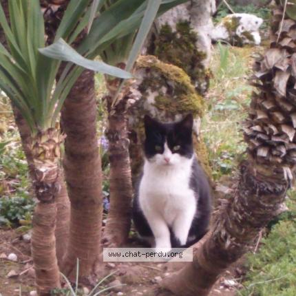 Photo de chat perdu à Baume Les Dames