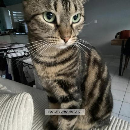 Photo 1/1 Chat retrouvé Perdu à Erquinghem Le Sec