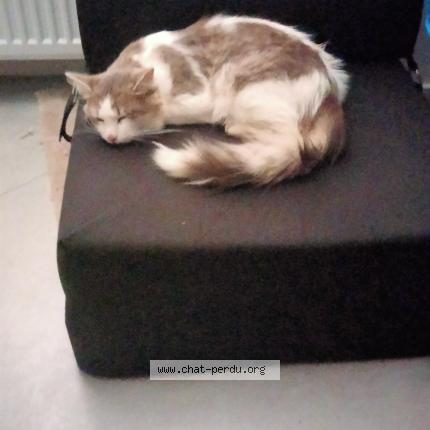Photo de chat perdu à Bourges