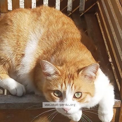 Photo de chat perdu à Seysses