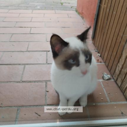 Photo 1/1 Chat retrouvé Perdu à Sorgues