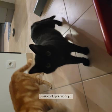 Photo de chat perdu à La Bouexiere
