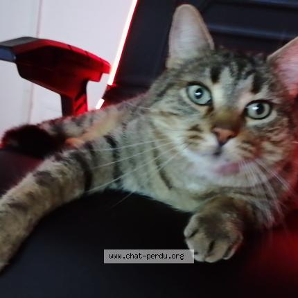 Photo 1/1 Chat retrouvé Perdu à Flammerans