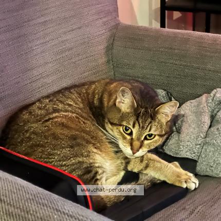 Photo de chat perdu à Montpellier